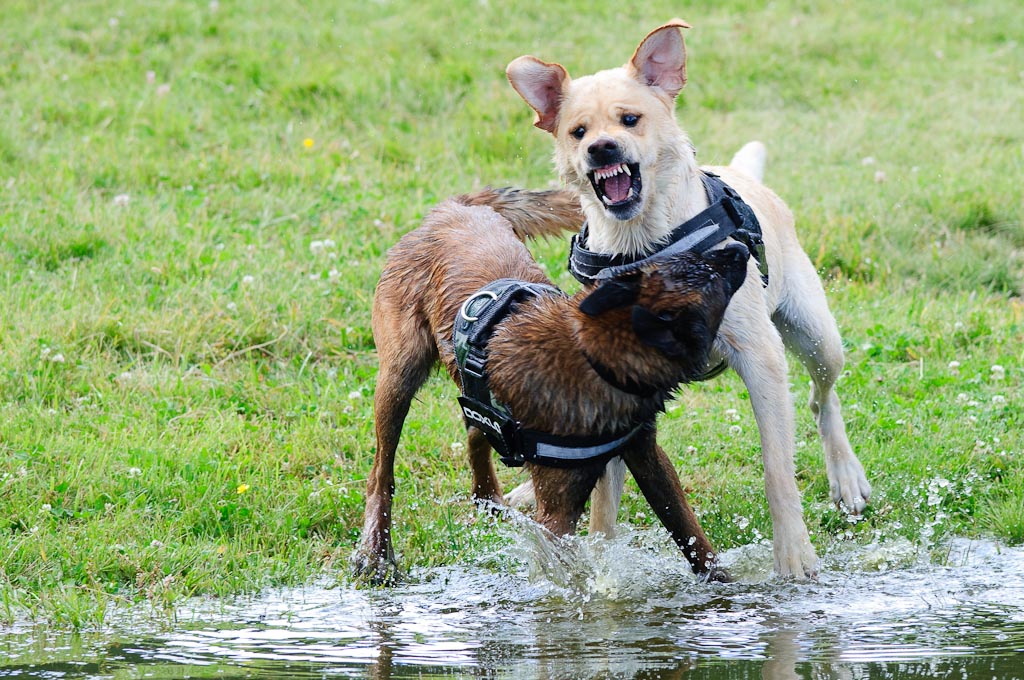 Hundestreit 07