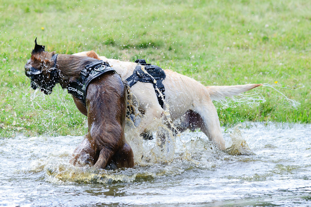 Hundestreit 11