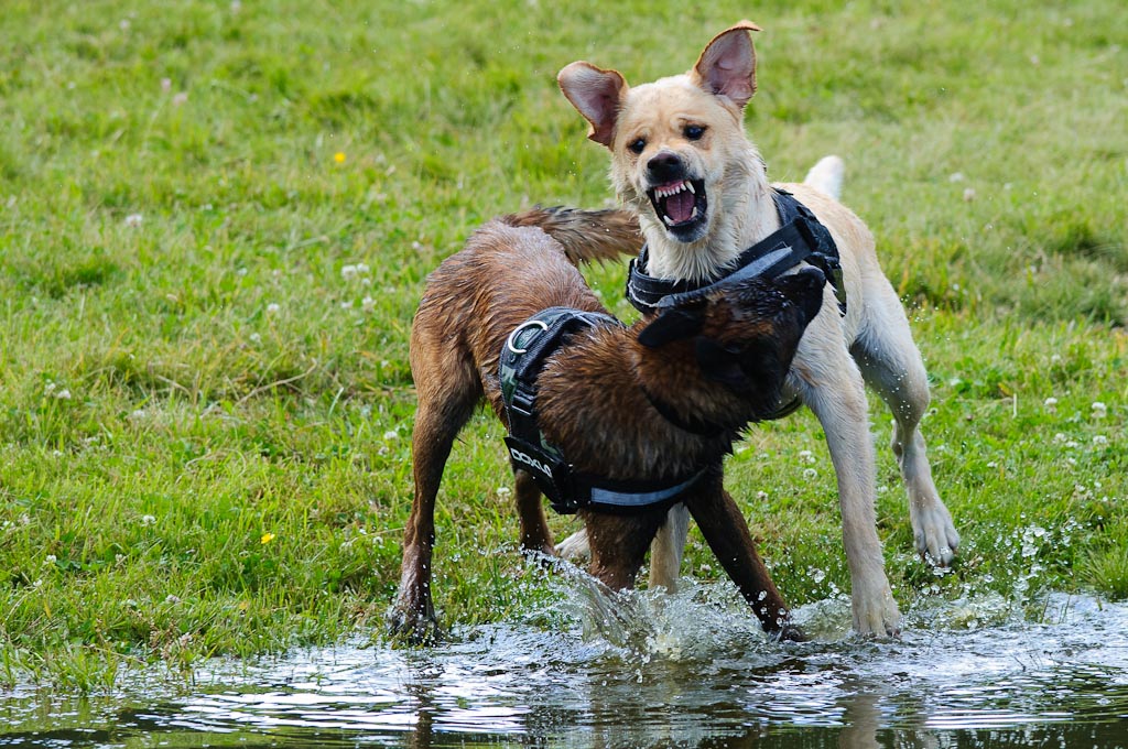 Hundestreit2 103