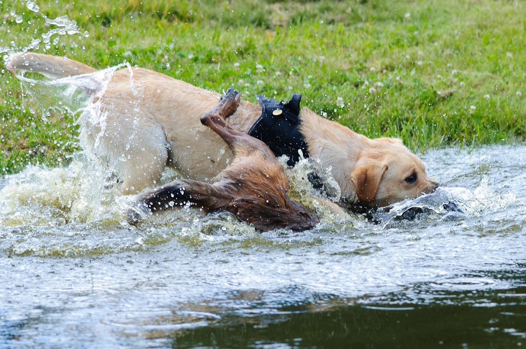 Hundestreit2 105