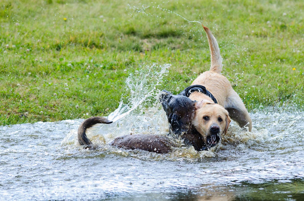 Hundestreit2 106