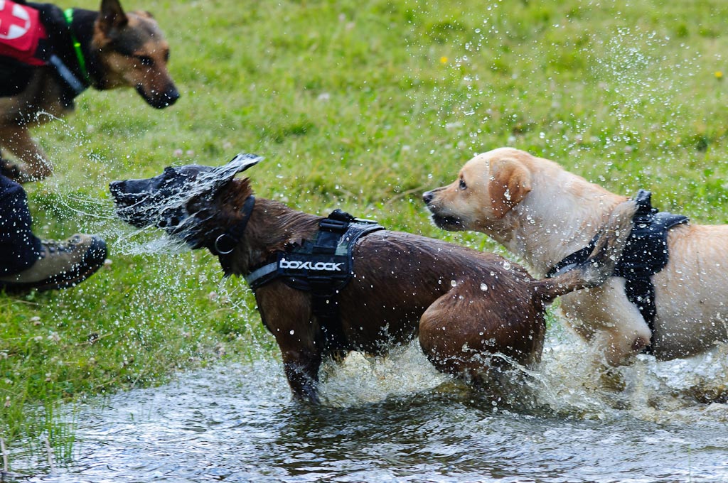 Hundestreit2 108