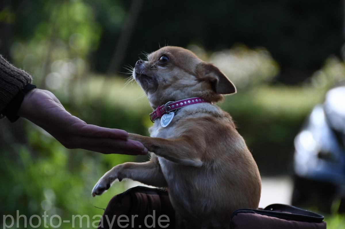 HundeWeb 026
