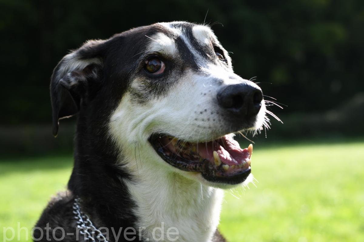 HundeWeb 032