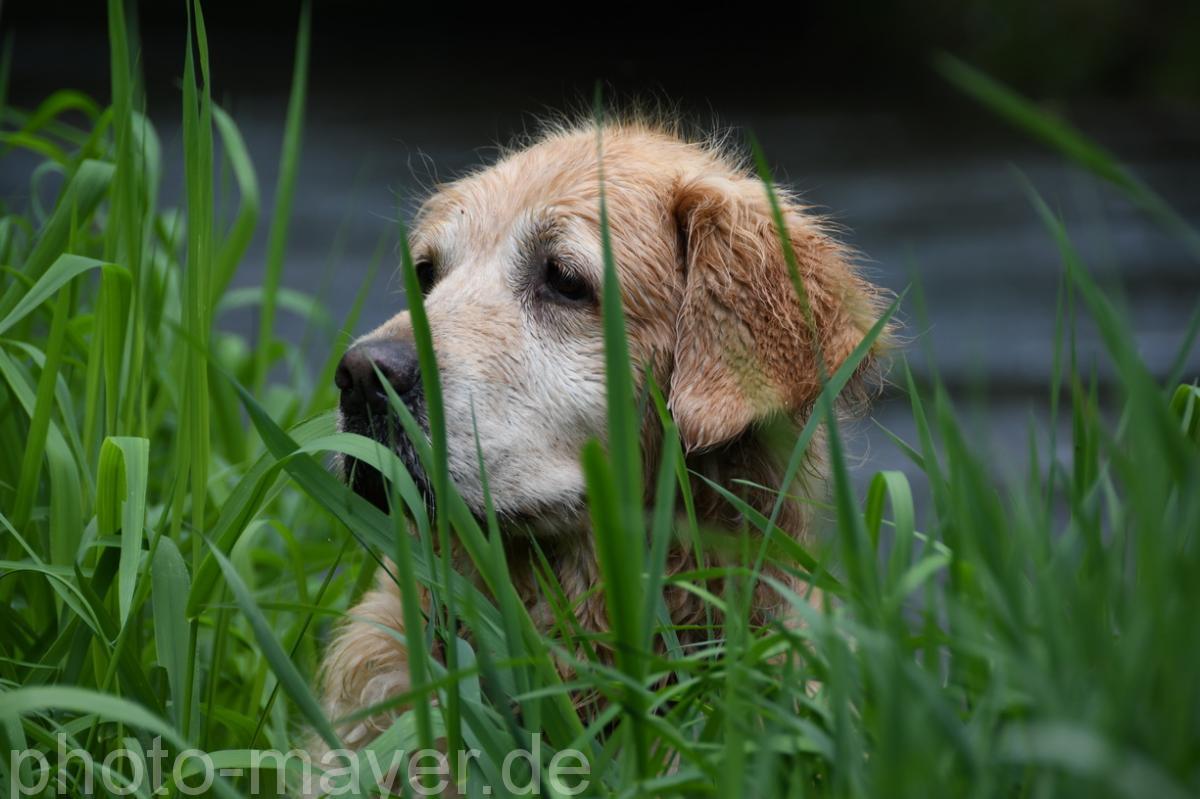 HundeWeb 049