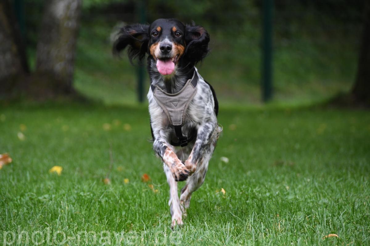 HundeWeb 051