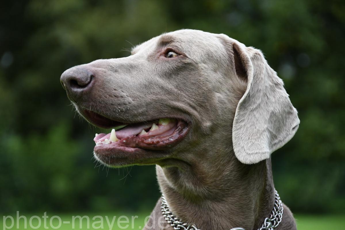 HundeWeb 056