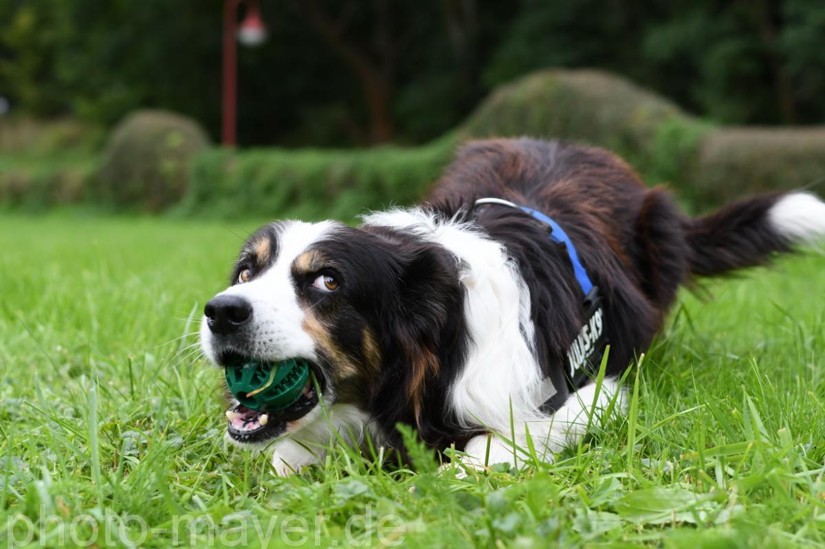 HundeWeb 062