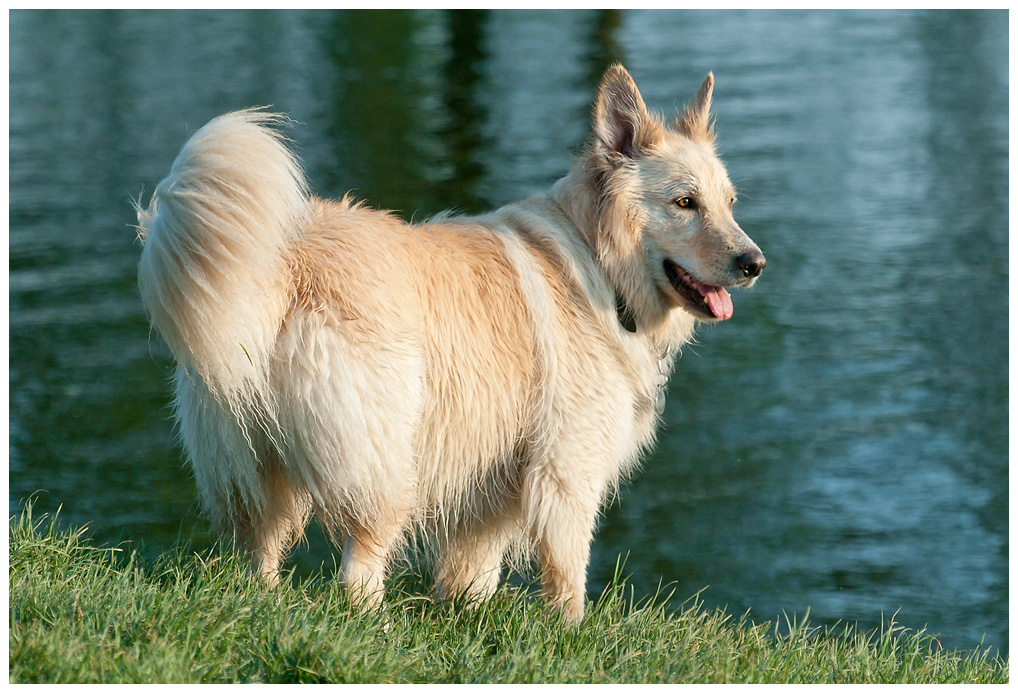 Hundewiese 1