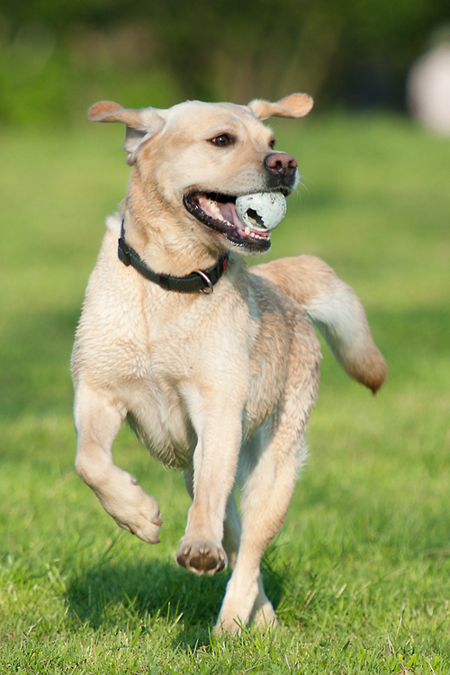 Hundewiese 4 Sina