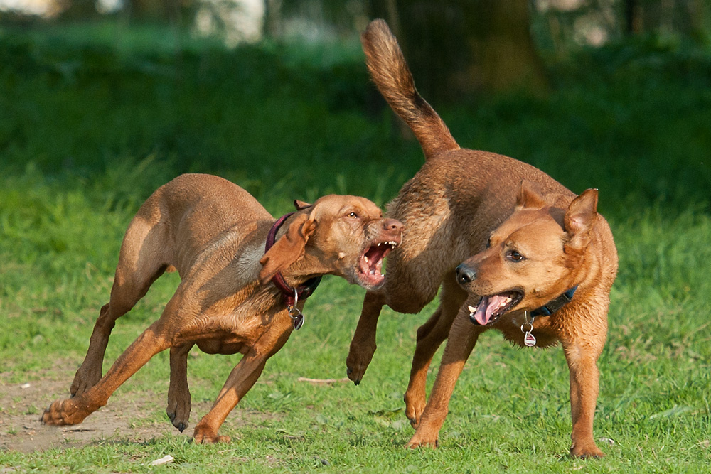 Hundewiese Witten 2 Unbekannte