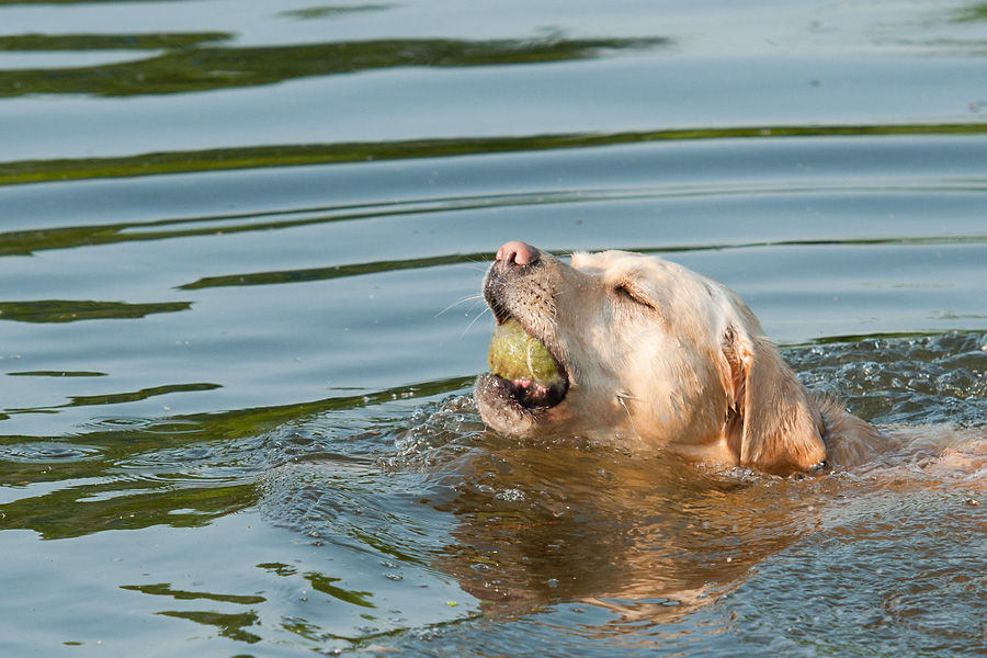Hundewiese Witten Sina schwimmt 1