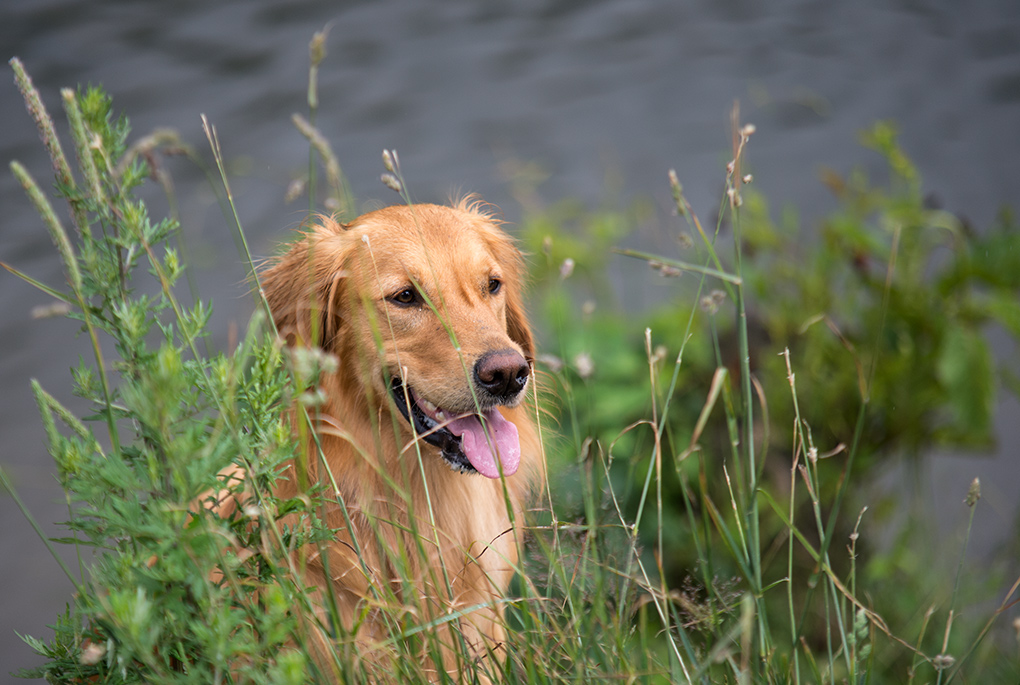 hundewiesentreffen6