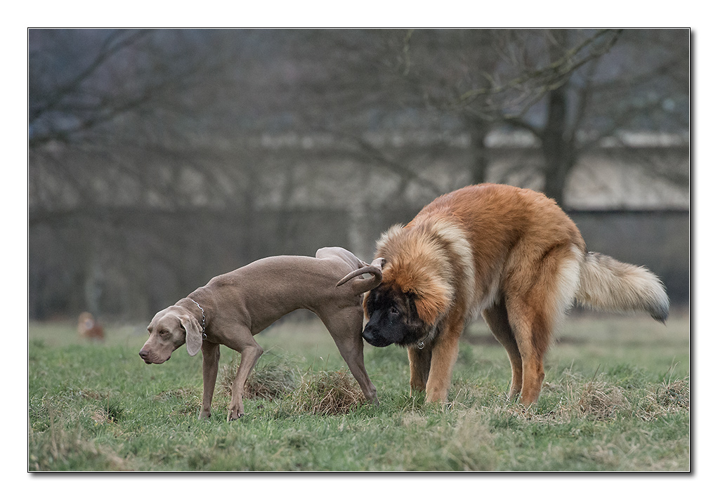 hundewinter1