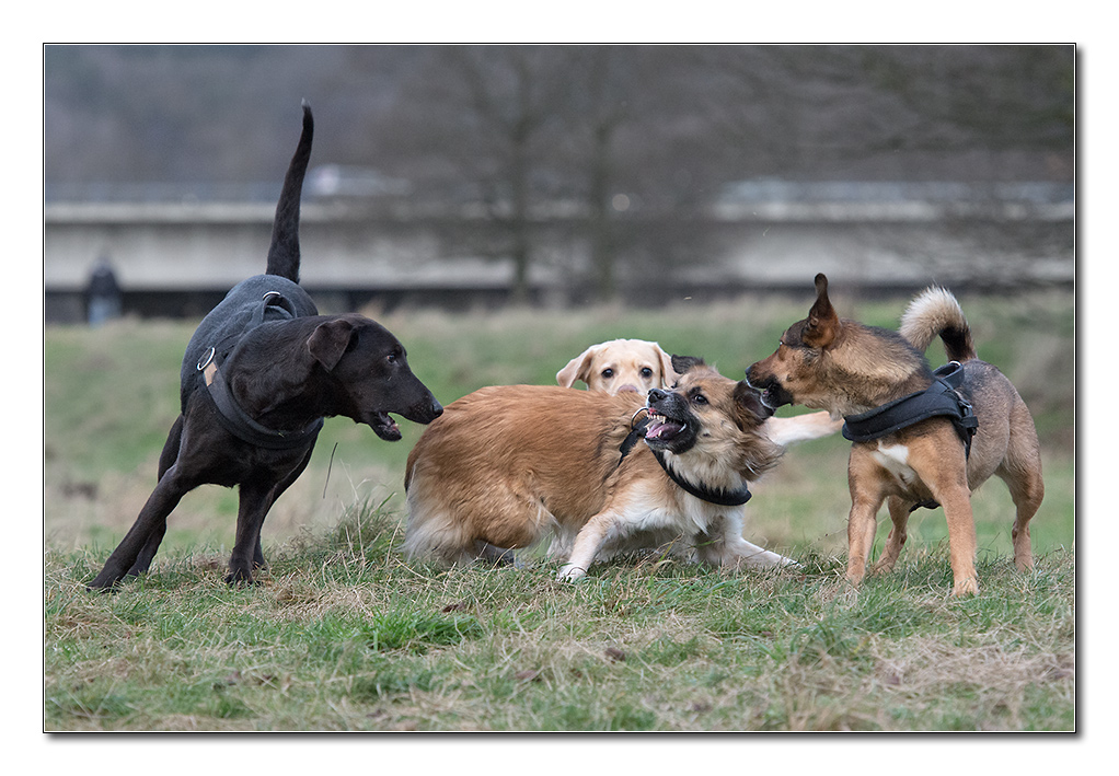 hundewinter2