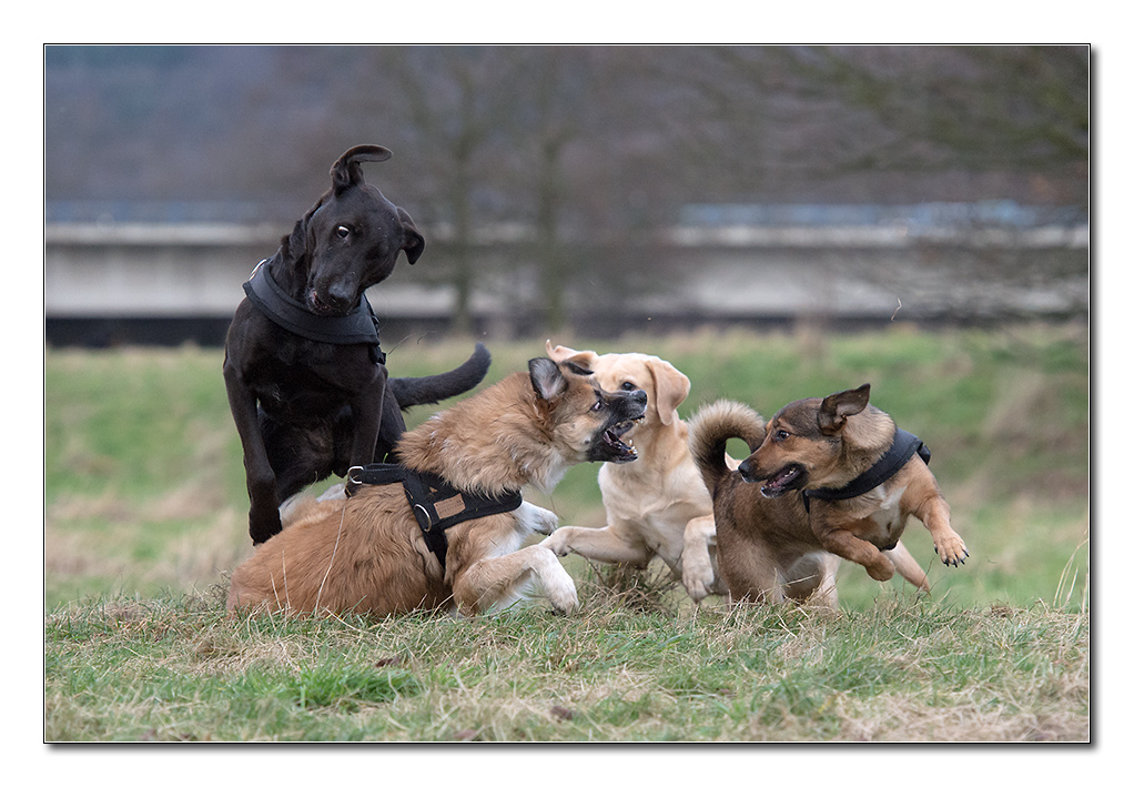 hundewinter3