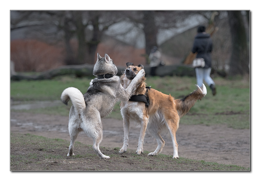 hundewinter5
