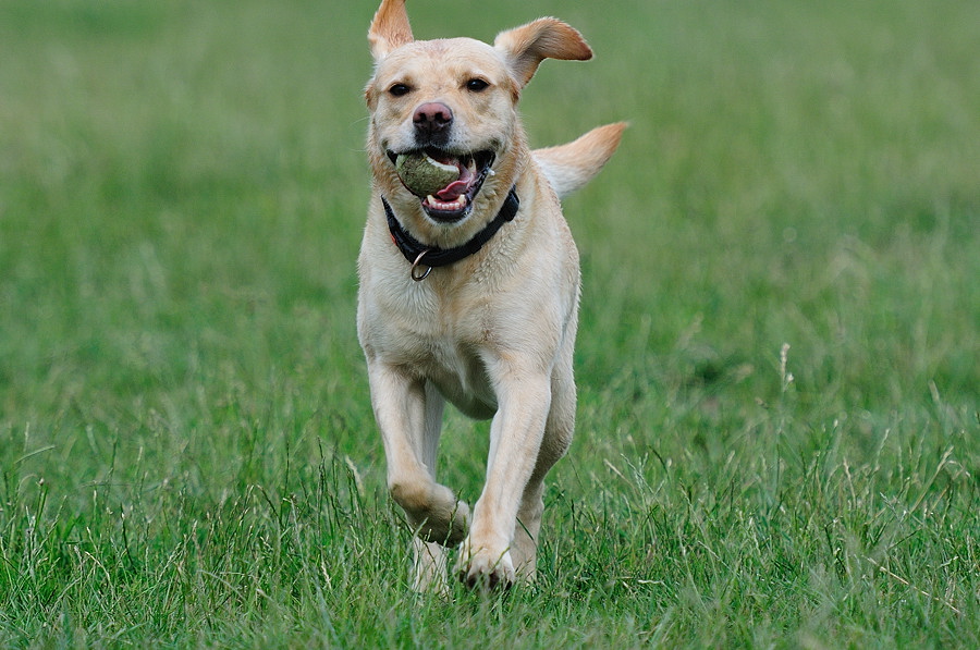 Hundi 1