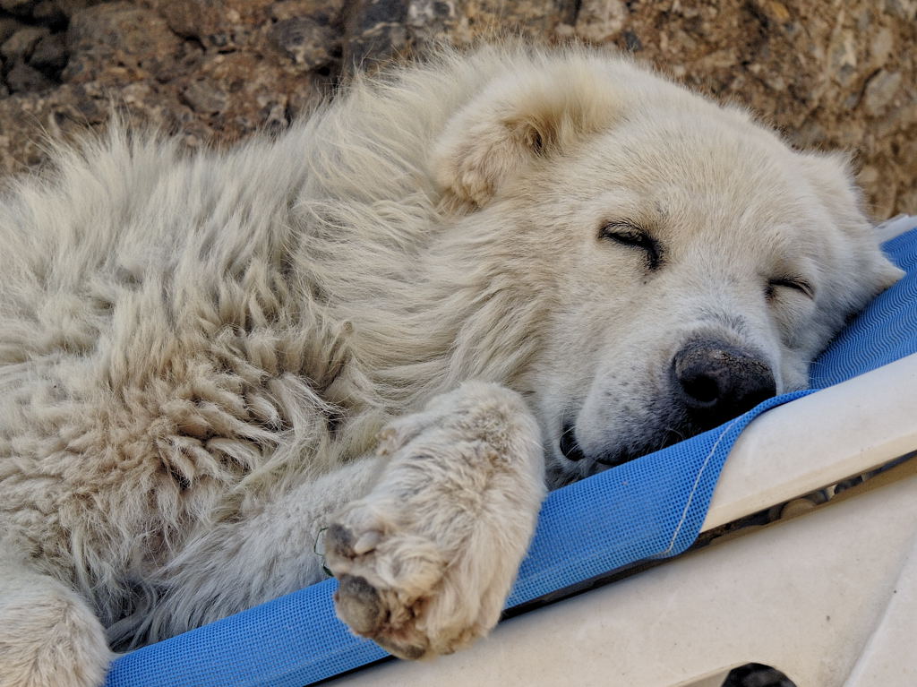 Hundstage auf Kreta...