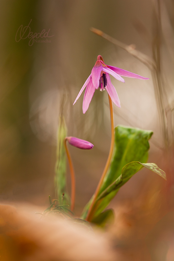 Hundszahnlilie (Erythronium dens-canis)
