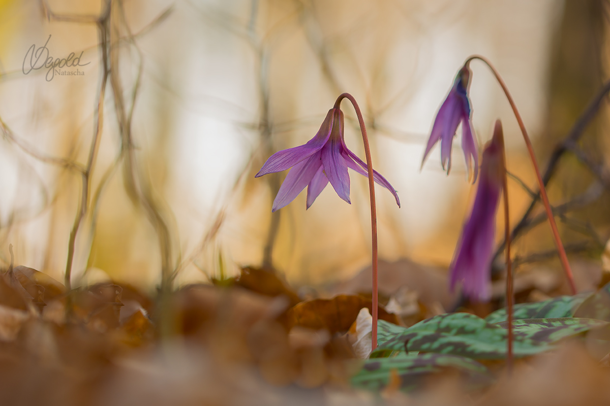 Hundszahnlilie (Erythronium dens-canis)