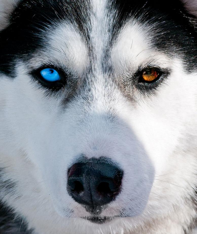 Huskie Zweifarbig 1024 2 2