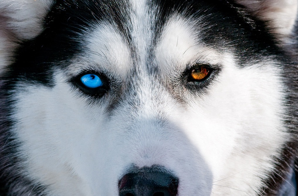 Huskie Zweifarbig 1024 Klein