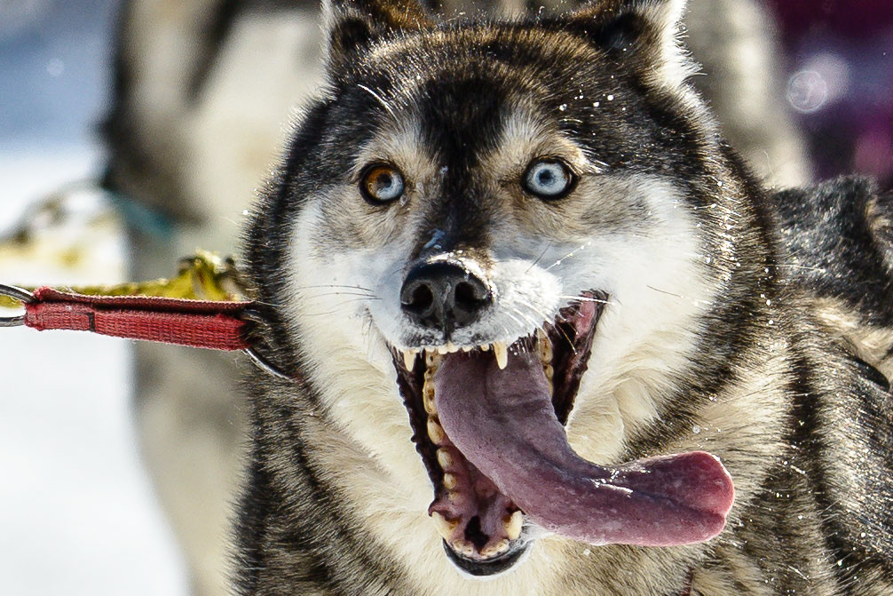 Husky Auschnitt