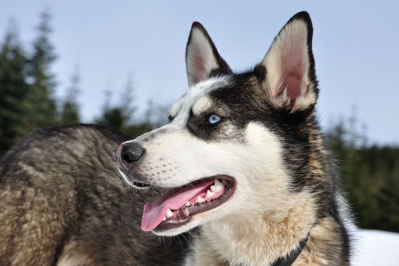 Husky in Whistler