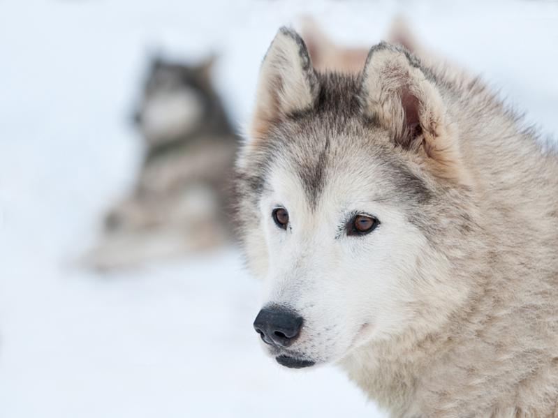 Husky
