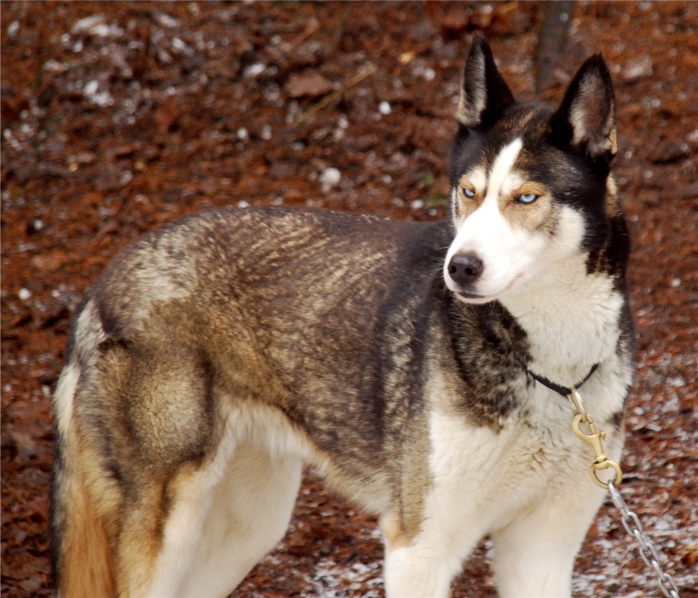 Husky1000