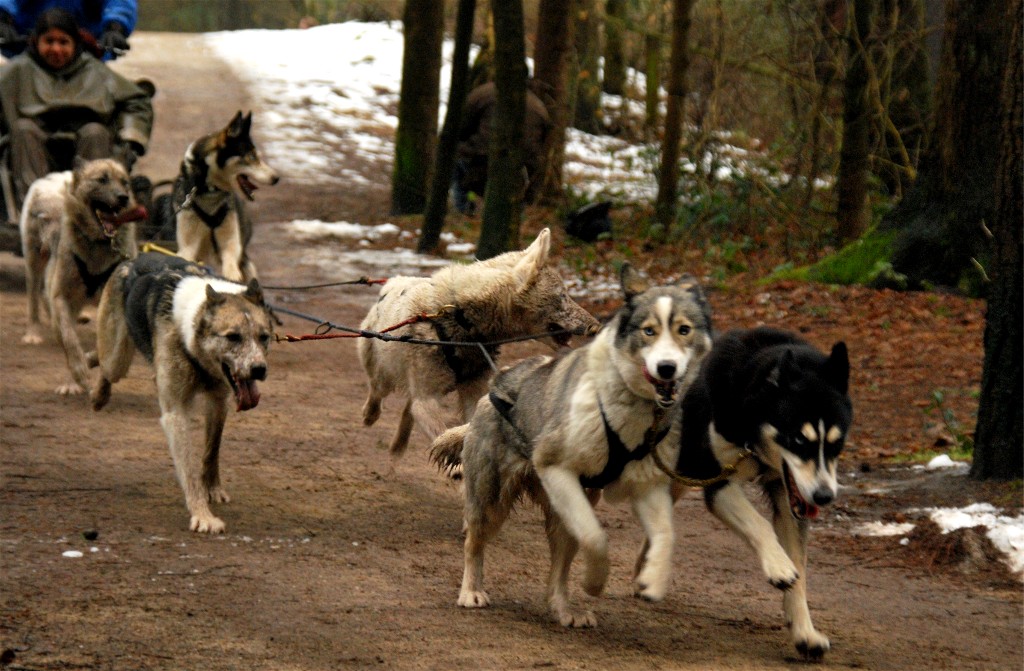 Husky11000