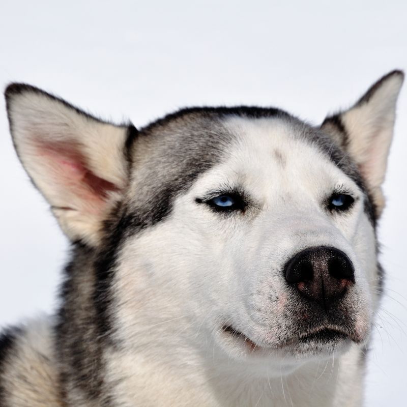 Huskydame in Whistler