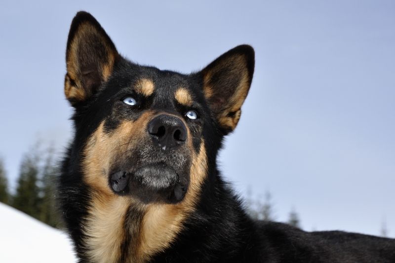 Huskymischling in Whistler