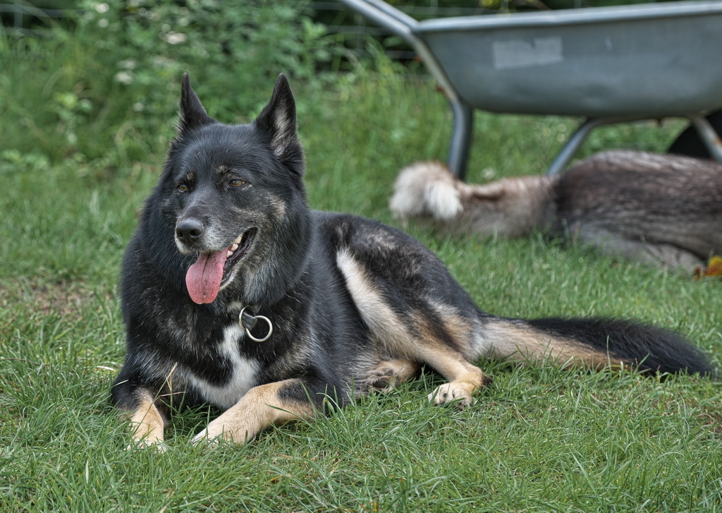 Huskys Burgsteinfurt 170323-113.jpg