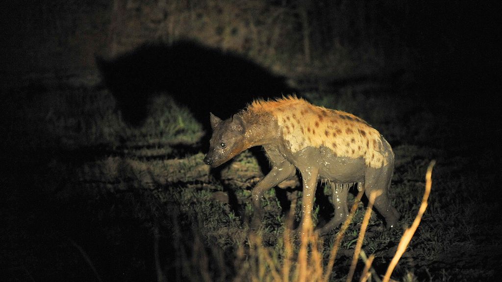 Hyäne
South Luangwa
7666