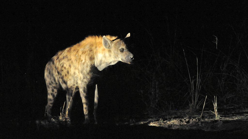 Hyäne
Währen der Nachtsafari, wird die Hyäne von einen anderem Auto aus angestrahlt.
South Luangwa
7435