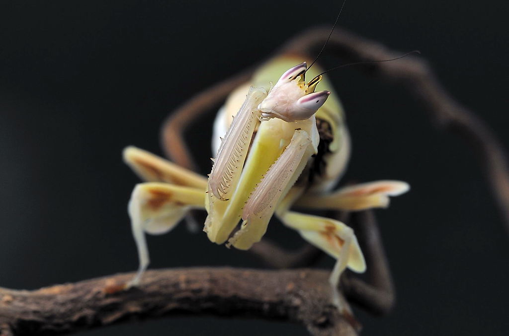 Hymenopus coronatus (Orchideenmantis)