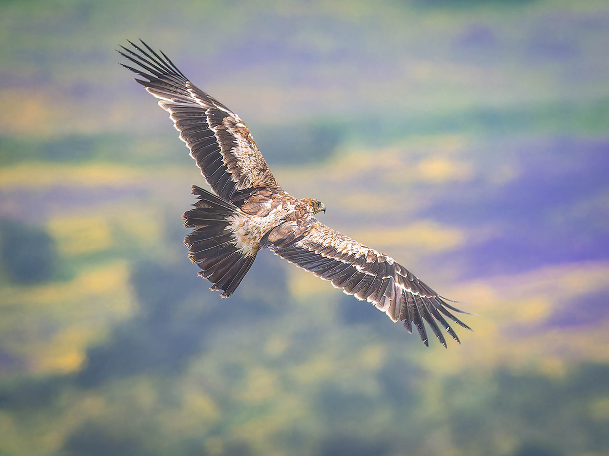 Iberienadler Spanien.jpg