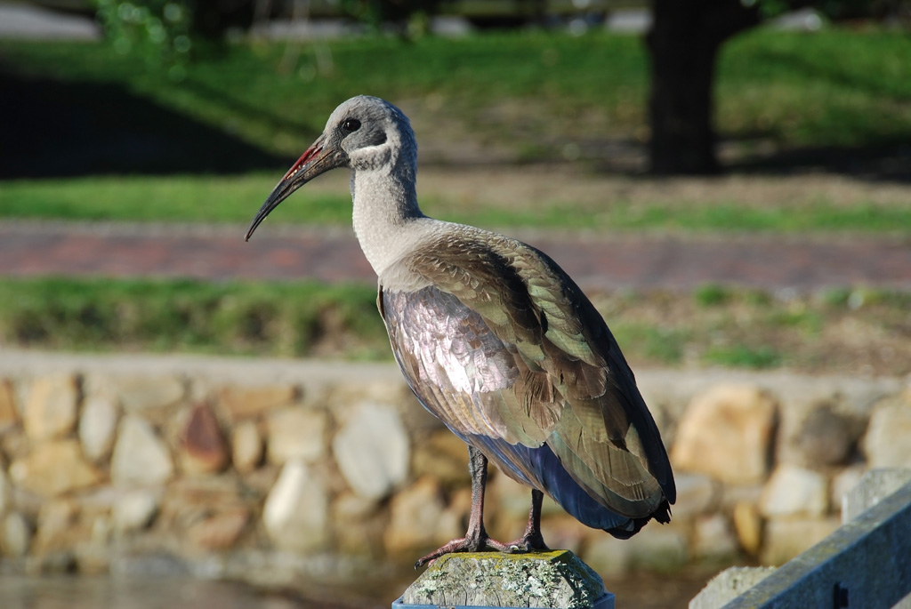 Ibis Knysna
