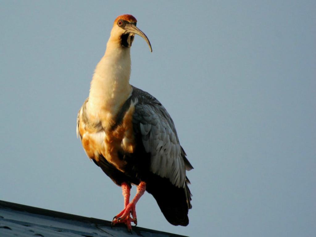 Ibis on the roof