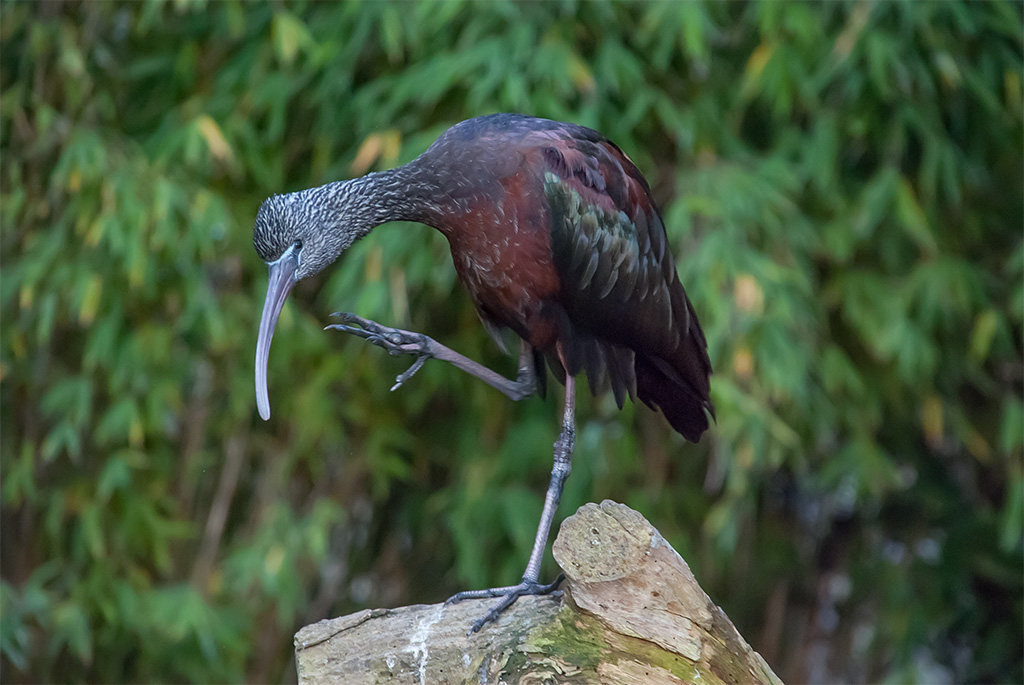 Ibis, Zoo Leipzig (DSC 5165x)