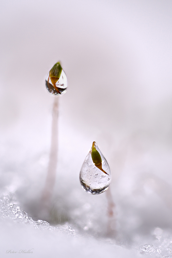 Ice Age
Zwei Sporenkapseln mit gefrorenen Tautropfen.
Was mir an diesen beiden Eistropfen gut gefällt ist die Klarheit des Eises.

NIKON D750, Sigma 1