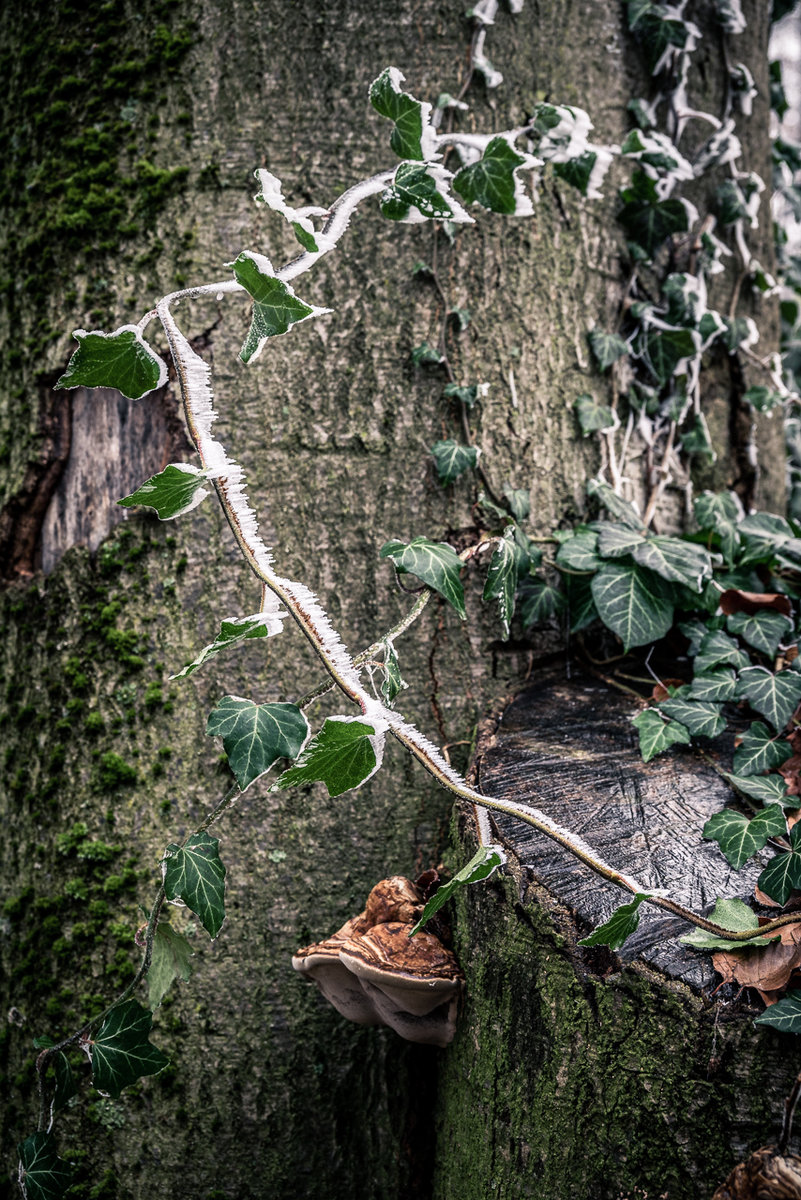 Iced Branches