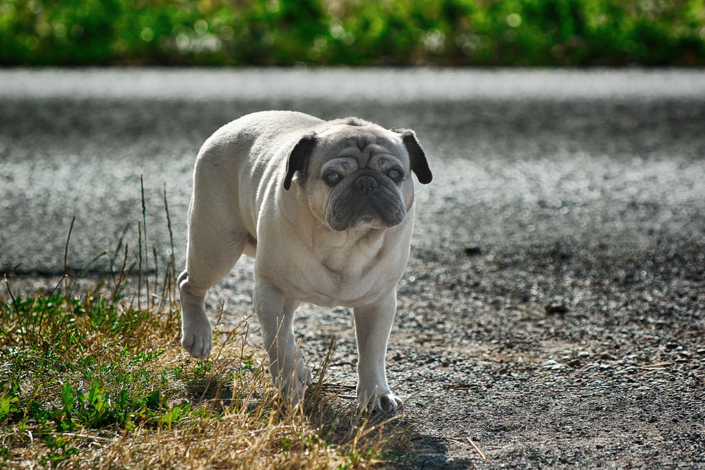 Ich bin trotz Wehwehchen mopsfidel - Hannes