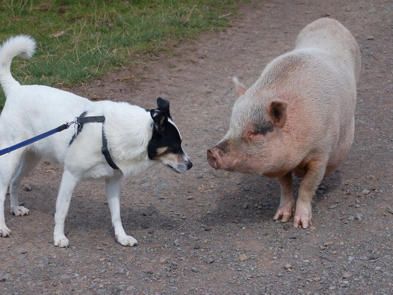 Ich kann auch Schwein sein