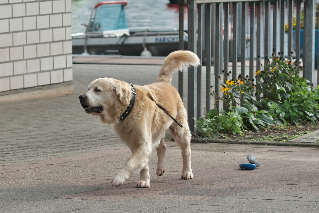 Ich mag Flexileinen. Wenn Sie nur nicht so laut wären - Charlie