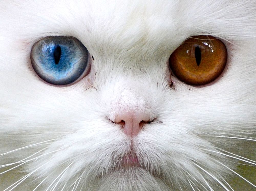 Ich schau Dir in die Augen Kleines