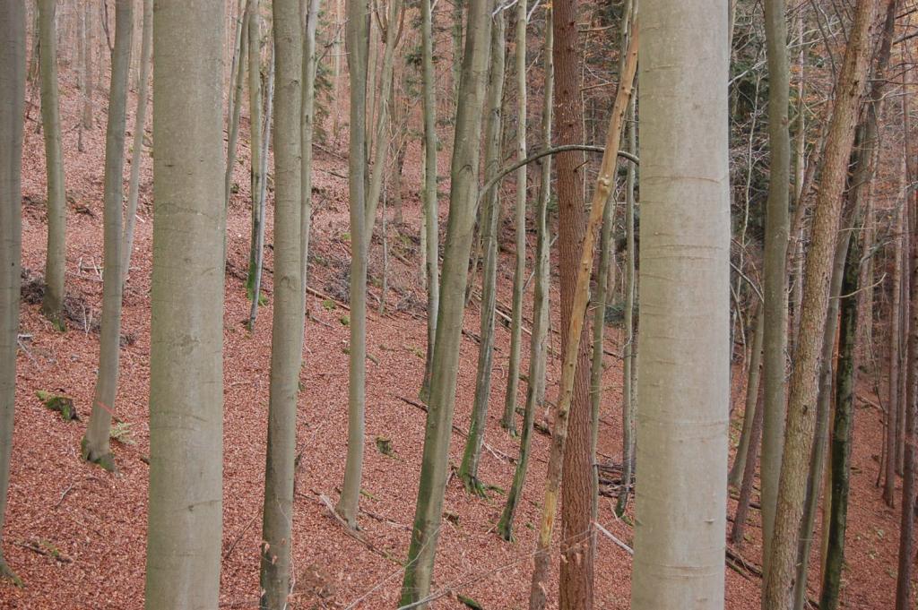 Ich seh den Wald vor lauter  Bäumen  nicht