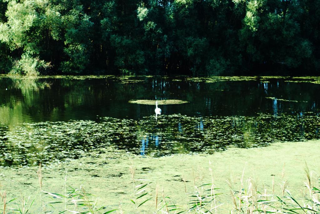 Idyll 1